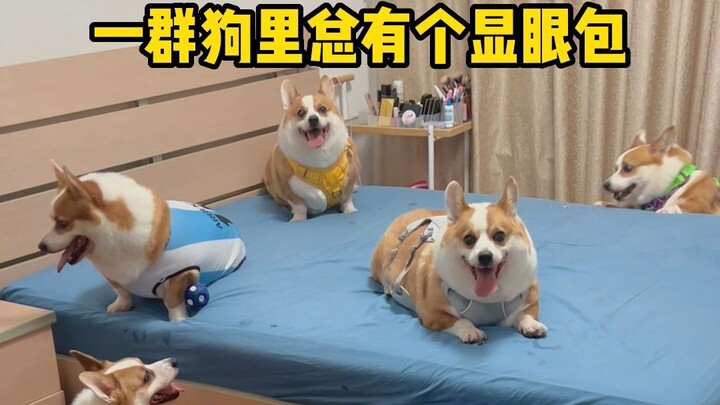 ในหมาฝูงหนึ่งมักจะมีตัวเด่นอยู่เสมอ