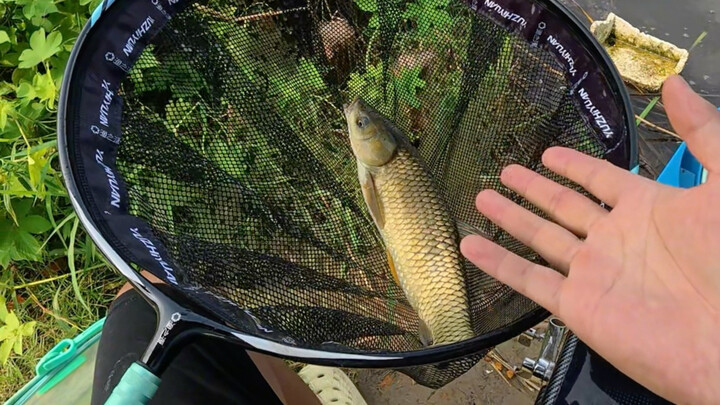Wild fishing for grass carp