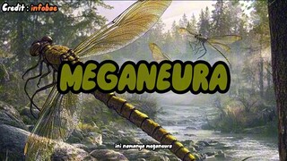 Capung Segede Burung Elang | Meganeura #hewanpurba #hewan #meganeura