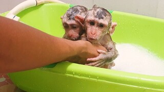 Both Smartest Baby Lion & Sono Stand Up Request Dad To Eat Orange Fruit