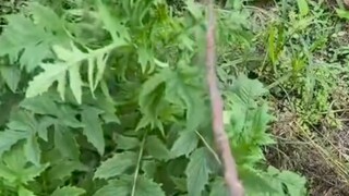 وصف بسيط لطفولتي في دقيقة ونيف