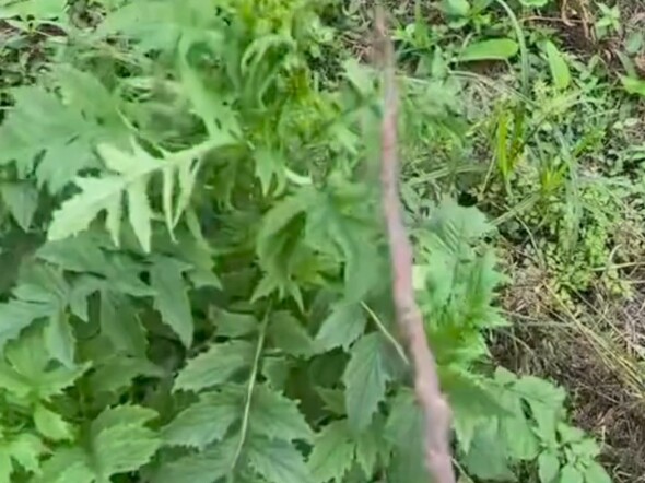 وصف بسيط لطفولتي في دقيقة ونيف