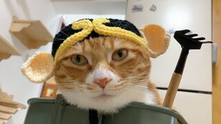 [Animals]A cute cat with a funny hat