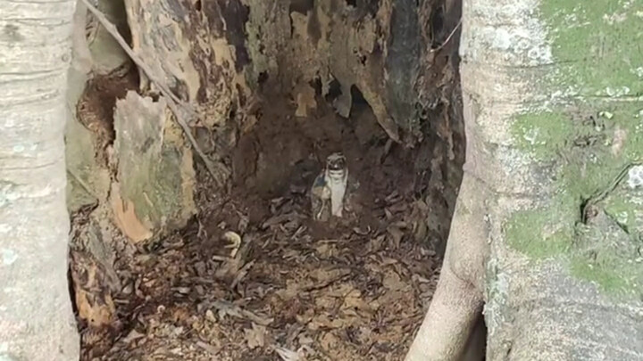 树洞里的土地公