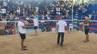 Pula vs bulik
