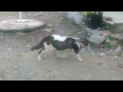suara kucing berkelahi Di pagi hari