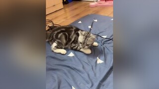 Em bé Tom hoang mang dữ dội luôn =))))) fypシ xuhuong catsoftiktok cats mèo meo