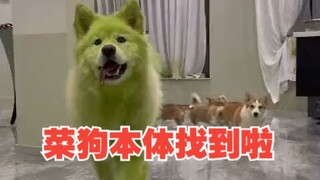 Ini anjing pemula?!