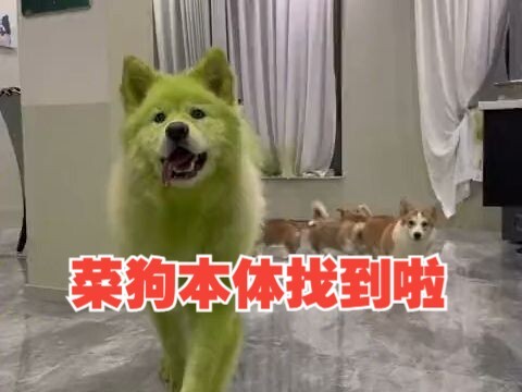 This is the rookie dog?!