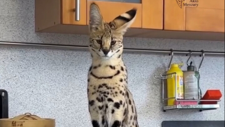 Serval: Who said I have big ears? I heard that!