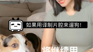 如果用译制片腔来遛狗！哦我的上帝啊，我的威尔士柯基犬正在逐渐哈化！请你们用译制片腔评论我好吗！是的你们会的～