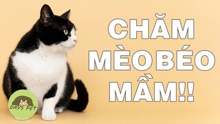 Cách nuôi mèo ăn hạt béo mầm và không bị tiêu chảy | Dayspet