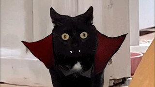 主人给猫猫P图，这是碳基生物能想出来的P法吗？