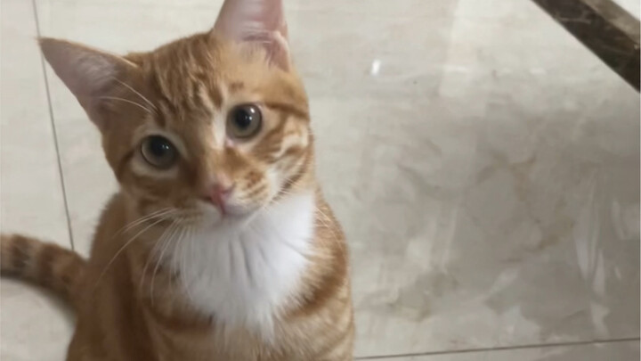 A Cat You Can't Shake Off