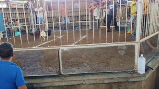 KANAWAYON CLEVER WINS. WAO COCKPIT ARENA, WAO, LANAO DEL SUR