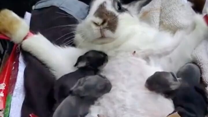 What is Rabbit Mom thinking right now?