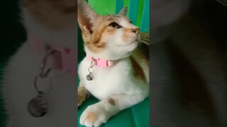 Gak berani Lompat#kucinglucu #comedy #funny #shortsvideo #shortvideo