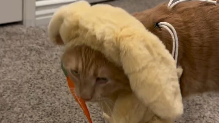 kucing ini sangat lucu