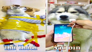 Thú Cưng TV | Dương KC Pets | Ngáo Và Ngơ #18 | chó husky thông minh vui nhộn | funny cute smart dog