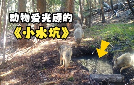 An unassuming little “puddle” attracts a large number of animals.