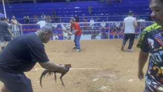 Our Blueface Kelso in action @ 8 months old (unscratched win)| 1st win