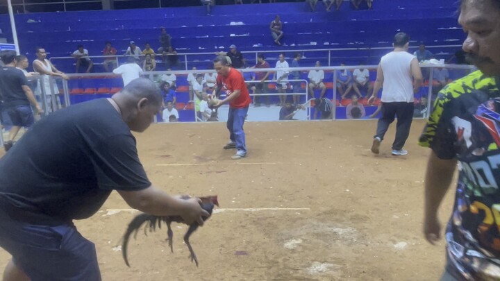 Our Blueface Kelso in action @ 8 months old (unscratched win)| 1st win