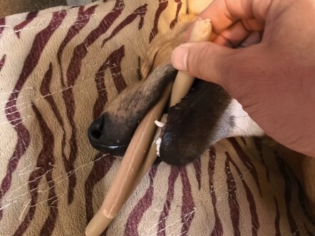 Xem thử có phải chó con đang cố tình giả vờ ngủ để đợi tôi nhét thêm mấy cái không.