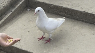 "Life at Home Full of Complaints and Grumbling" 17.0