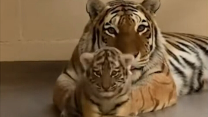 Bayi harimau Siberia di Kebun Binatang Toronto sudah berusia dua bulan, wajah bundarnya lucu banget!