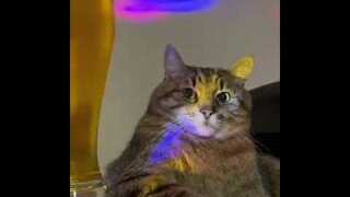 Cat is not Having Fun at the Night Club