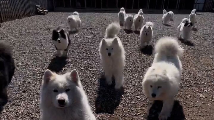 A pack of dogs charges at me