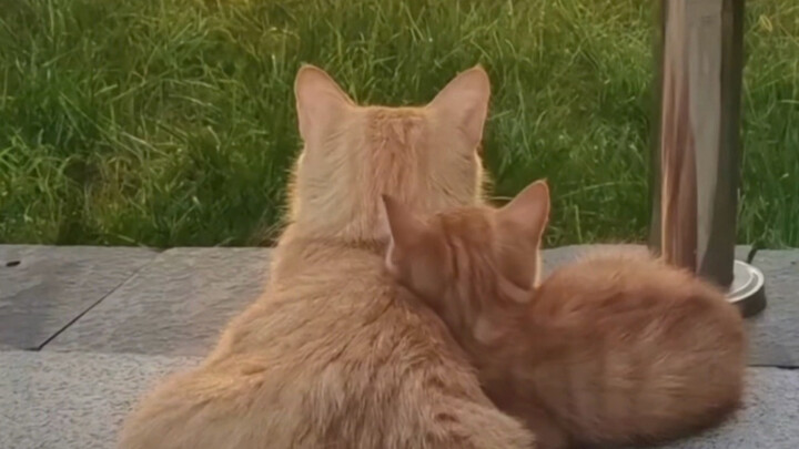 ไม่ว่าจะอยู่ในโลกของสัตว์ใด แม่ก็คือดั่งสิ่งศักดิ์สิทธิ์