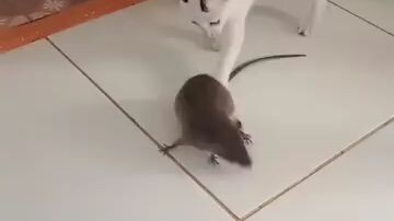 kucing vs tikus