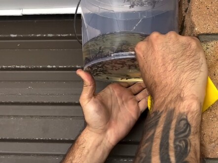 Cara menangkap lebah dengan benar...