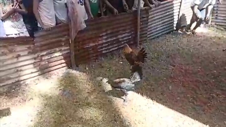 BICOL ERB Gamefarm Hennie Black