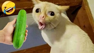 New Funny Animals 2023 😁😁 Funniest Cats and Dogs 😹🐶 Part 6