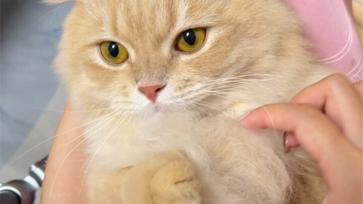 Mana ada anak kucing yang menyisir bulu sampai ke mulutnya sendiri
