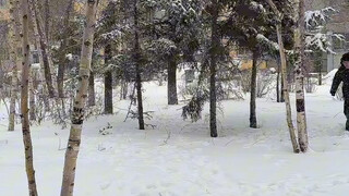 Snowball fights in Northeast China aren't like those in TV dramas.