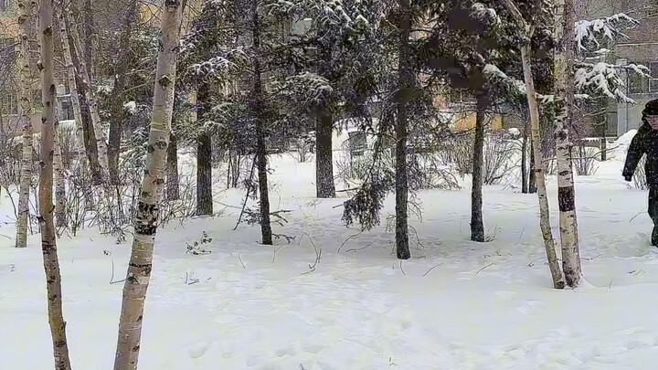 东北打雪仗可不像电视剧里似的