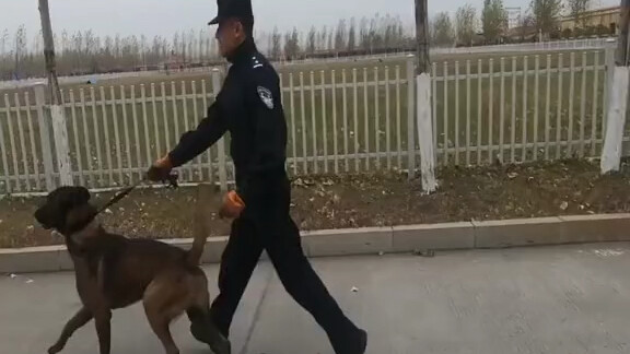 Chú chó quân đội trong mơ so với chú chó quân đội ngoài đời thực, cuối cùng Shu Li cũng đã nhận được