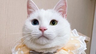 Why do people keep cats? The origins of cat names revealed