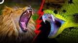 One Bite Kill You! Bloodthirsty Predators! | Animalogic