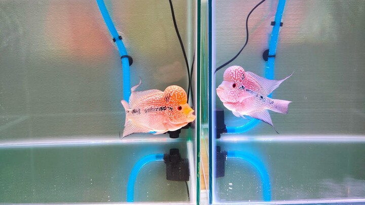 LIVE LOUHAN KSRD+KSRM