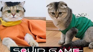 เกม Cats Vs Squid