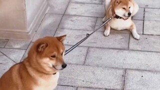 Imut Sekali Kedua Bajingan Ini