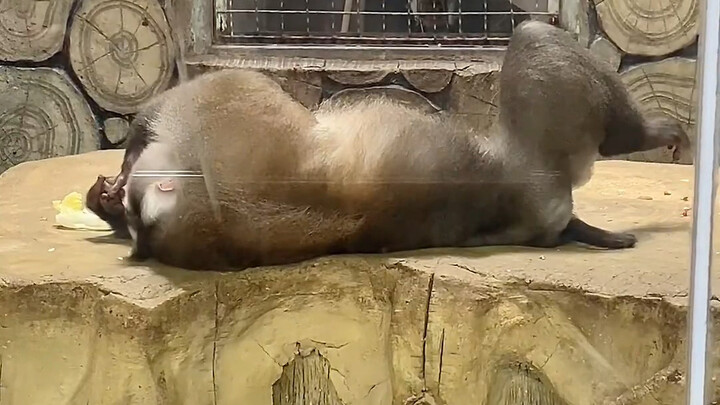 شياو لاو فاي الذي تخلّى عن المحاولة