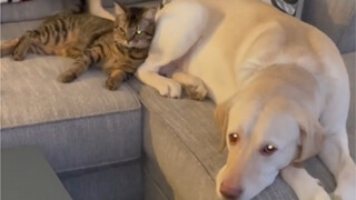 Anak kucing yang dibesarkan oleh anjing... sangat manja dengan anjing