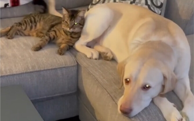 The little kitten raised by the dog… is super clingy toward the dog!