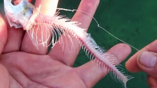 往河里投放一条鱼，会发生什么....