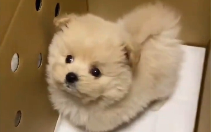 ใครจะไปปฏิเสธเจ้าตัวเล็กที่มองเห็นแต่คุณได้ล่ะ!